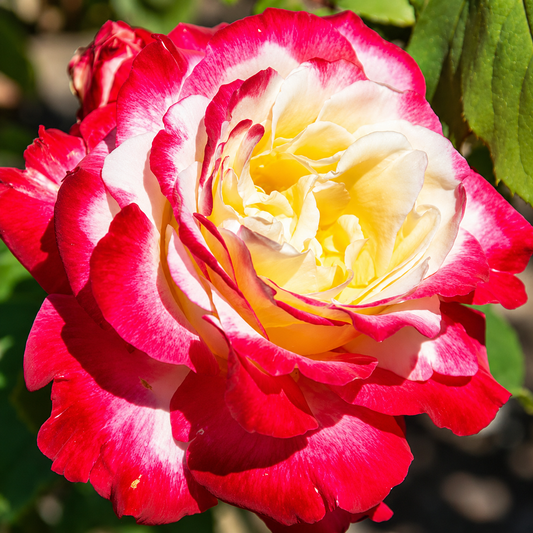 Double Delight Hybrid Rose Plant