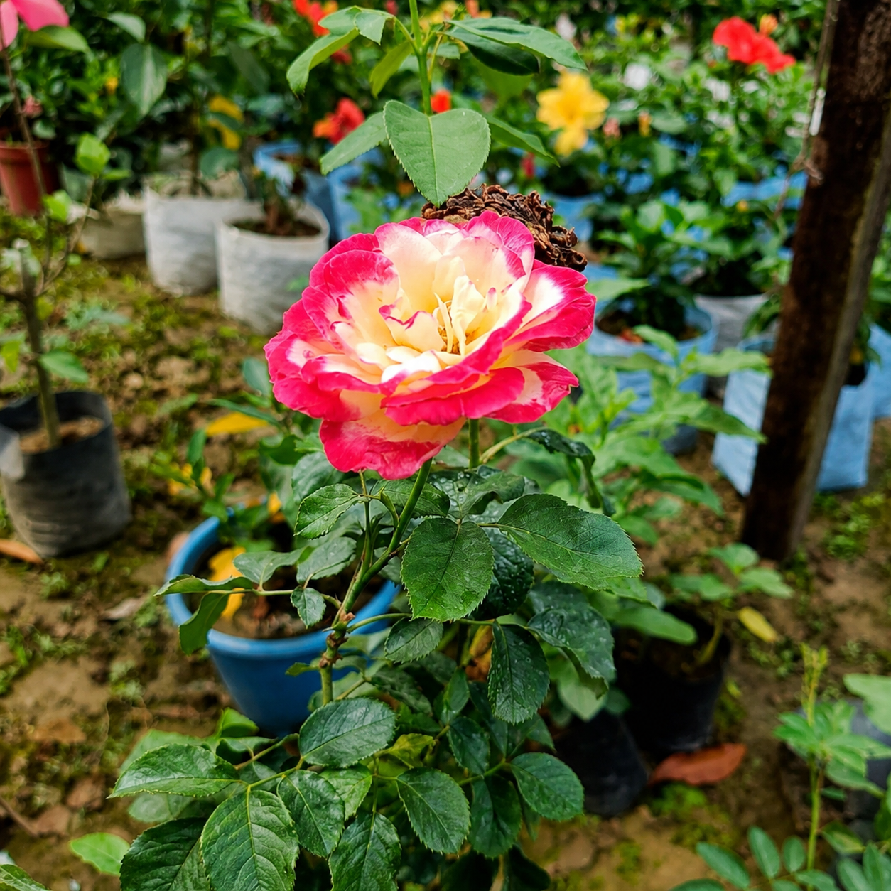 Double Delight Hybrid Rose Plant