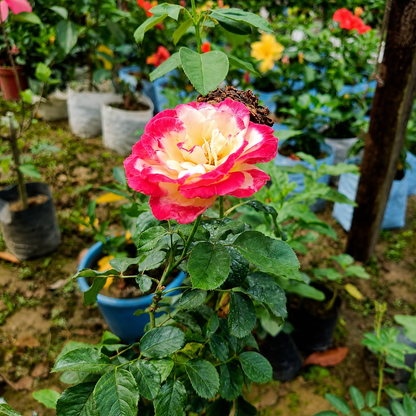 Double Delight Hybrid Rose Plant
