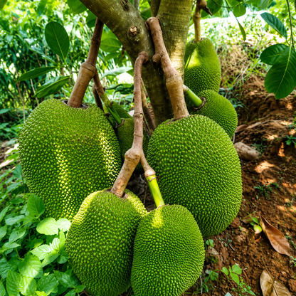 Thai Sweet JackFruit Grafted Plant (All Time Fruit)