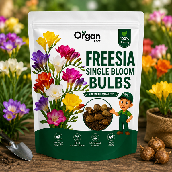 Freesia Single Bloom Bulbs   (Random Colour )