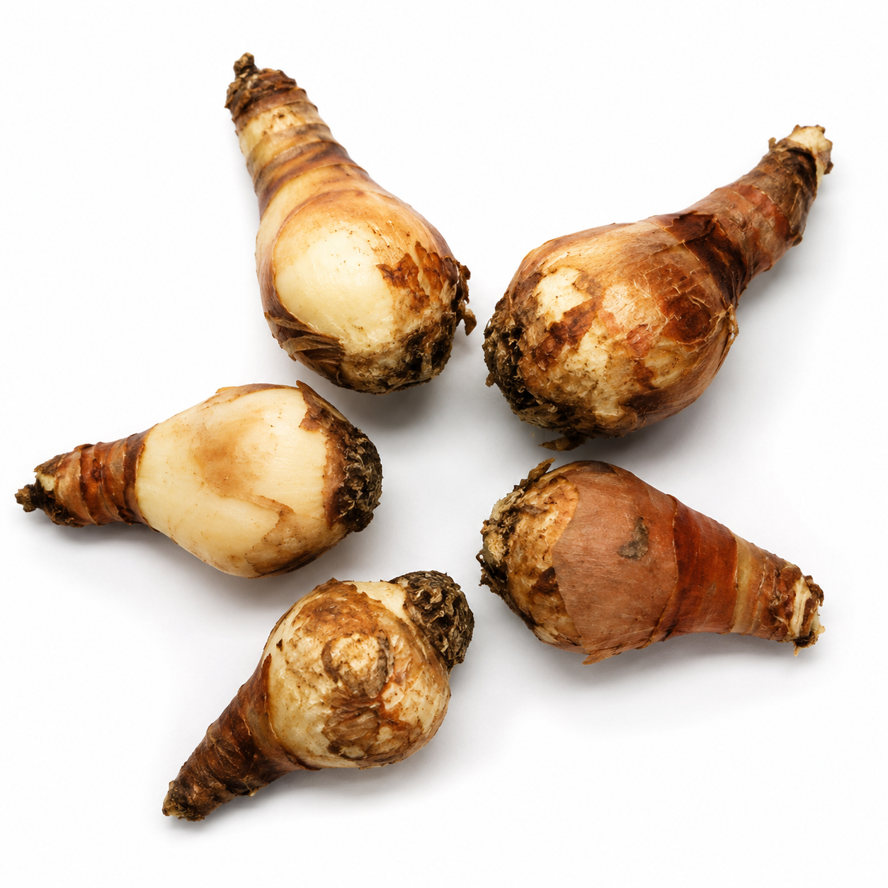 Eucharis Lily Bulbs