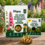 Mix Colour Double Petal Rajnigandha Bulbs