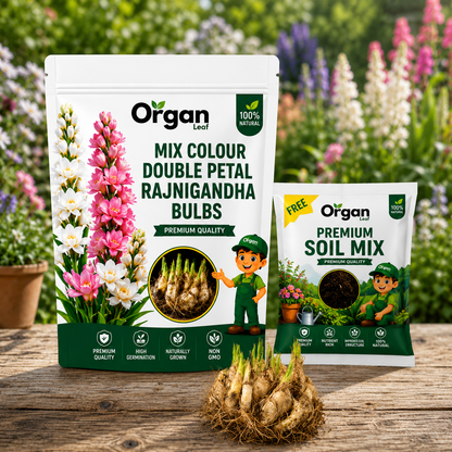 Mix Colour Double Petal Rajnigandha Bulbs