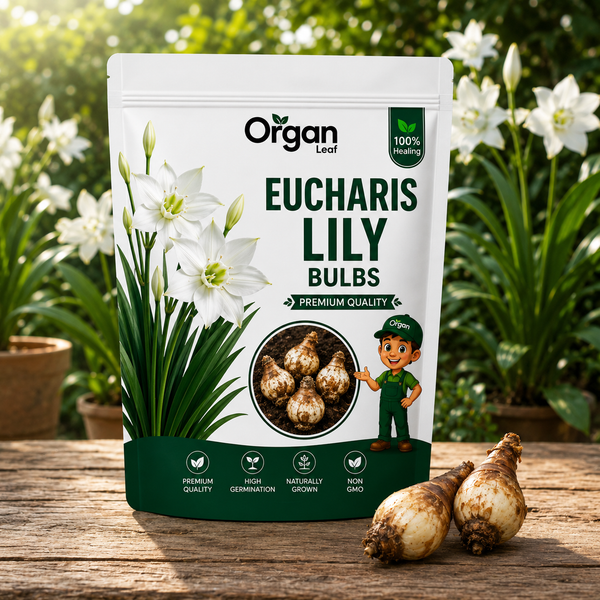 Eucharis Lily Bulbs