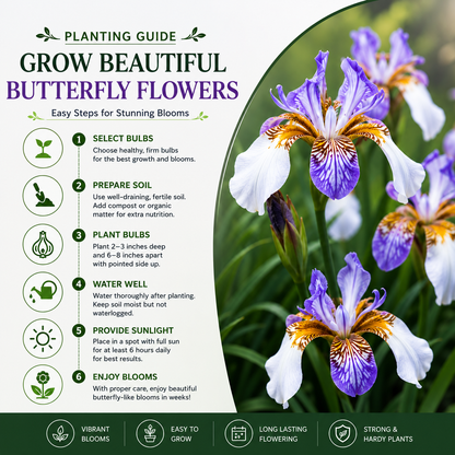 Iris Butterfly Flower Bulbs