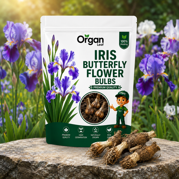 Iris Butterfly Flower Bulbs