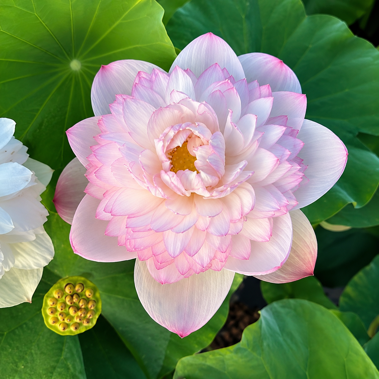 Lotus Flower Tubers
