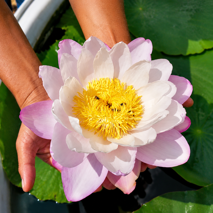 Lotus Flower Tubers