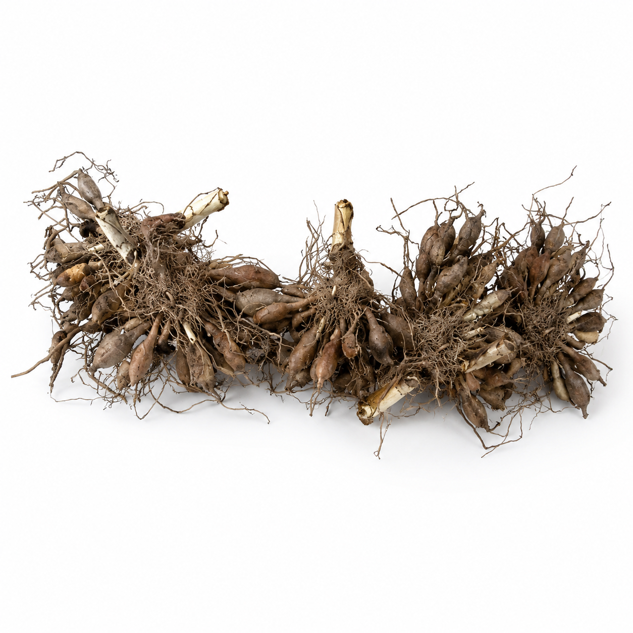 Daylily Flower Bulbs (Mix Colour )