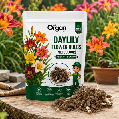 Daylily Flower Bulbs (Mix Colour )