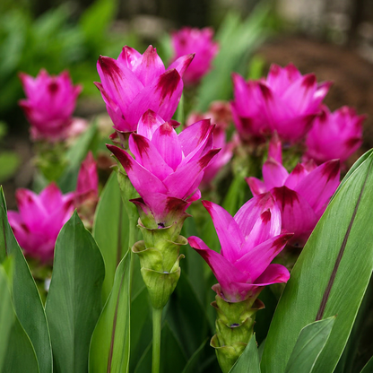 Curcuma Lily Bulb (Mix Colour )