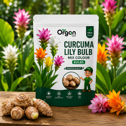 Curcuma Lily Bulb (Mix Colour )