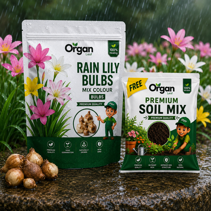 Rain Lily Bulbs