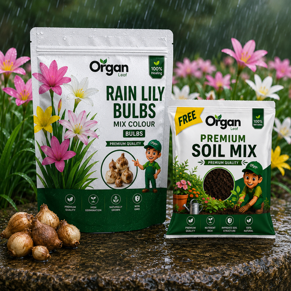 Rain Lily Bulbs
