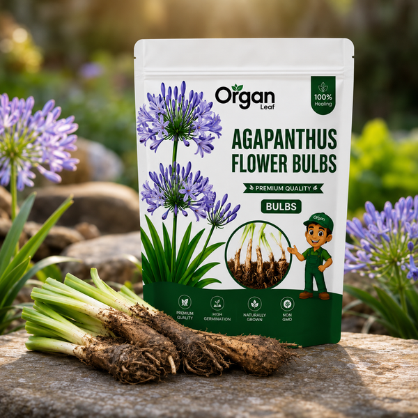 Agapanthus Flower Bulbs