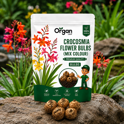 Crocosmia Flower Bulbs ( Mix Colour )