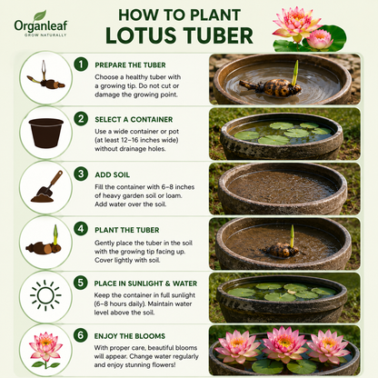 Qinhuai Crown Lotus Tuber