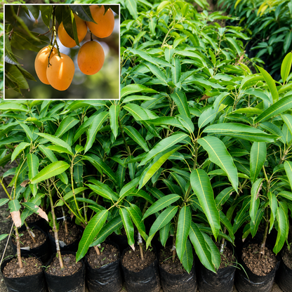 Alphonso Mango Grafted Tree