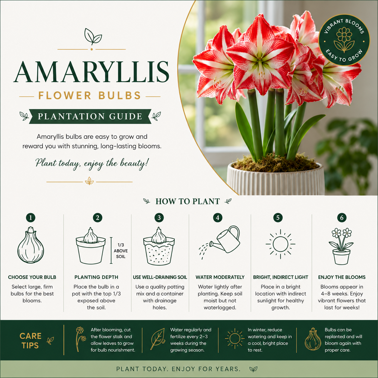 Amaryllis Flower Bulbs