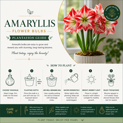 Amaryllis Flower Bulbs