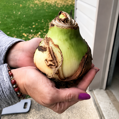 Amaryllis Flower Bulbs