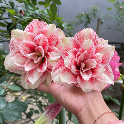 Double Petal Amaryllis Flower Bulbs
