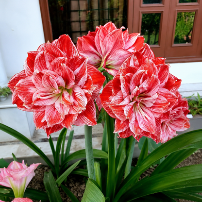 Double Petal Amaryllis Flower Bulbs