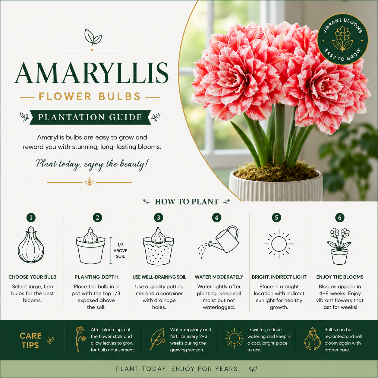 Double Petal Amaryllis Flower Bulbs
