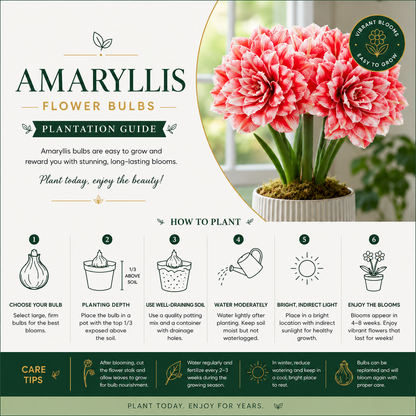 Double Petal Amaryllis Flower Bulbs