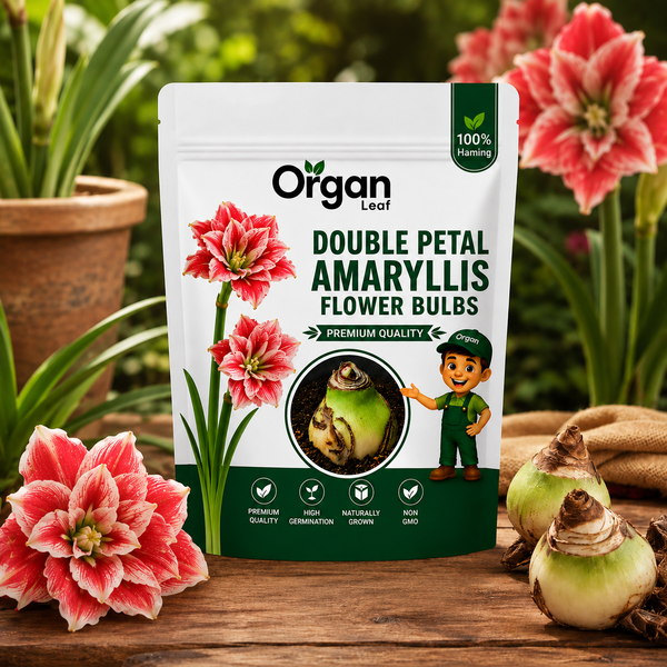 Double Petal Amaryllis Flower Bulbs