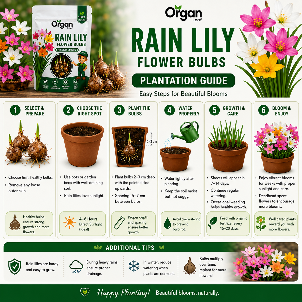 Rain Lily Bulbs