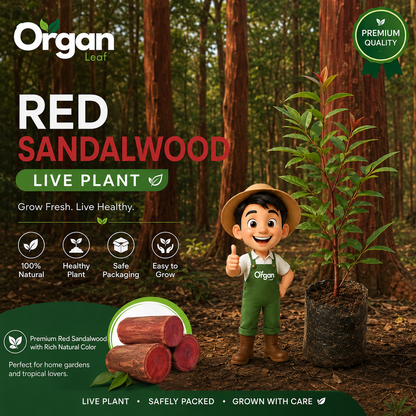 Red Sandalwood Live Plant