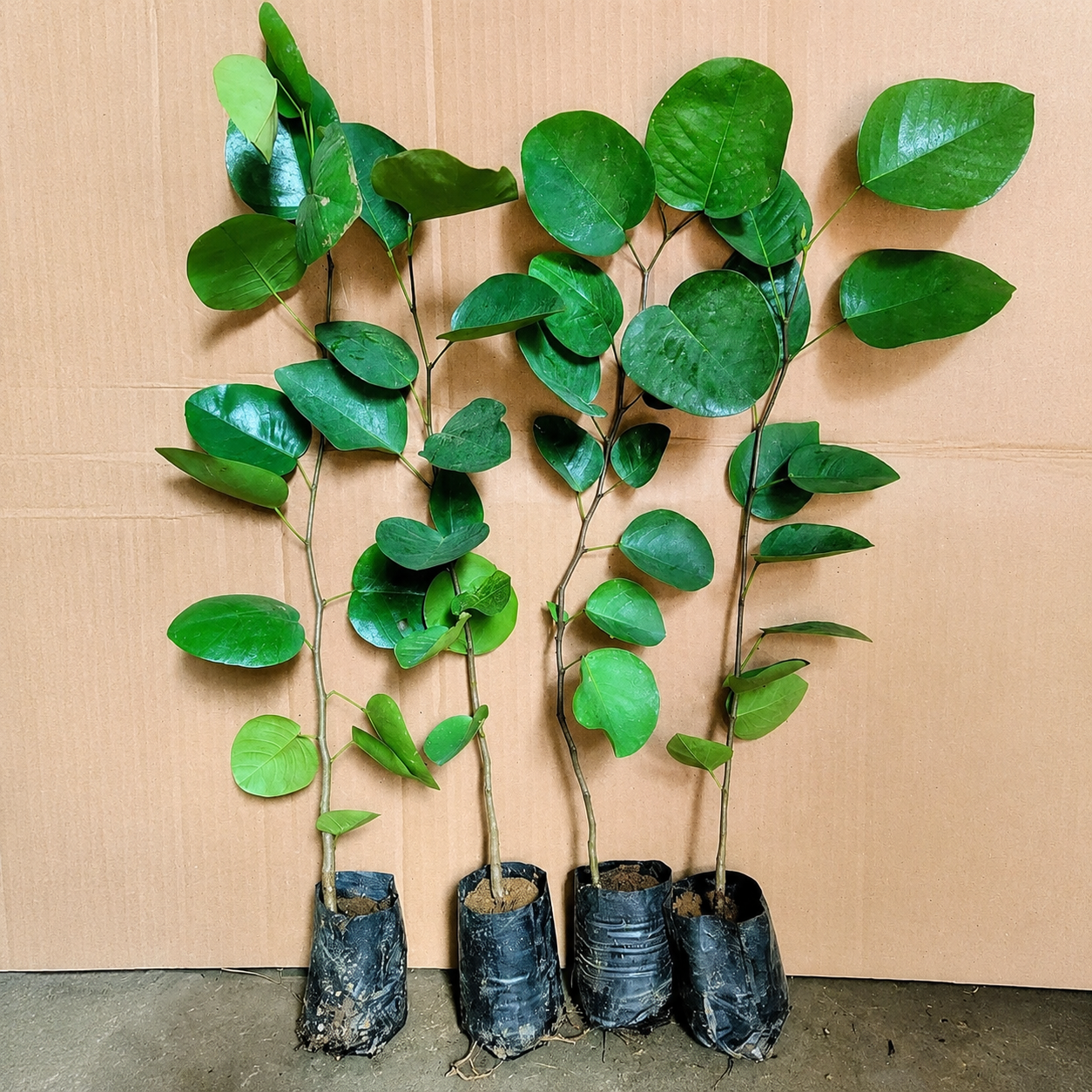 Red Sandalwood Live Plant