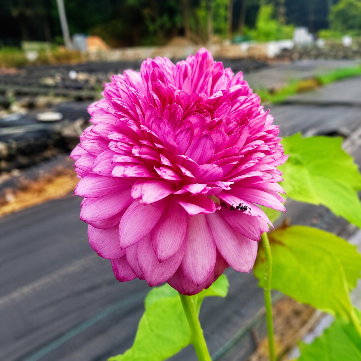 Lotus Tubers