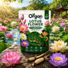 Lotus Tubers