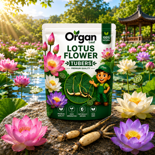 Assorted Lotus Tubers