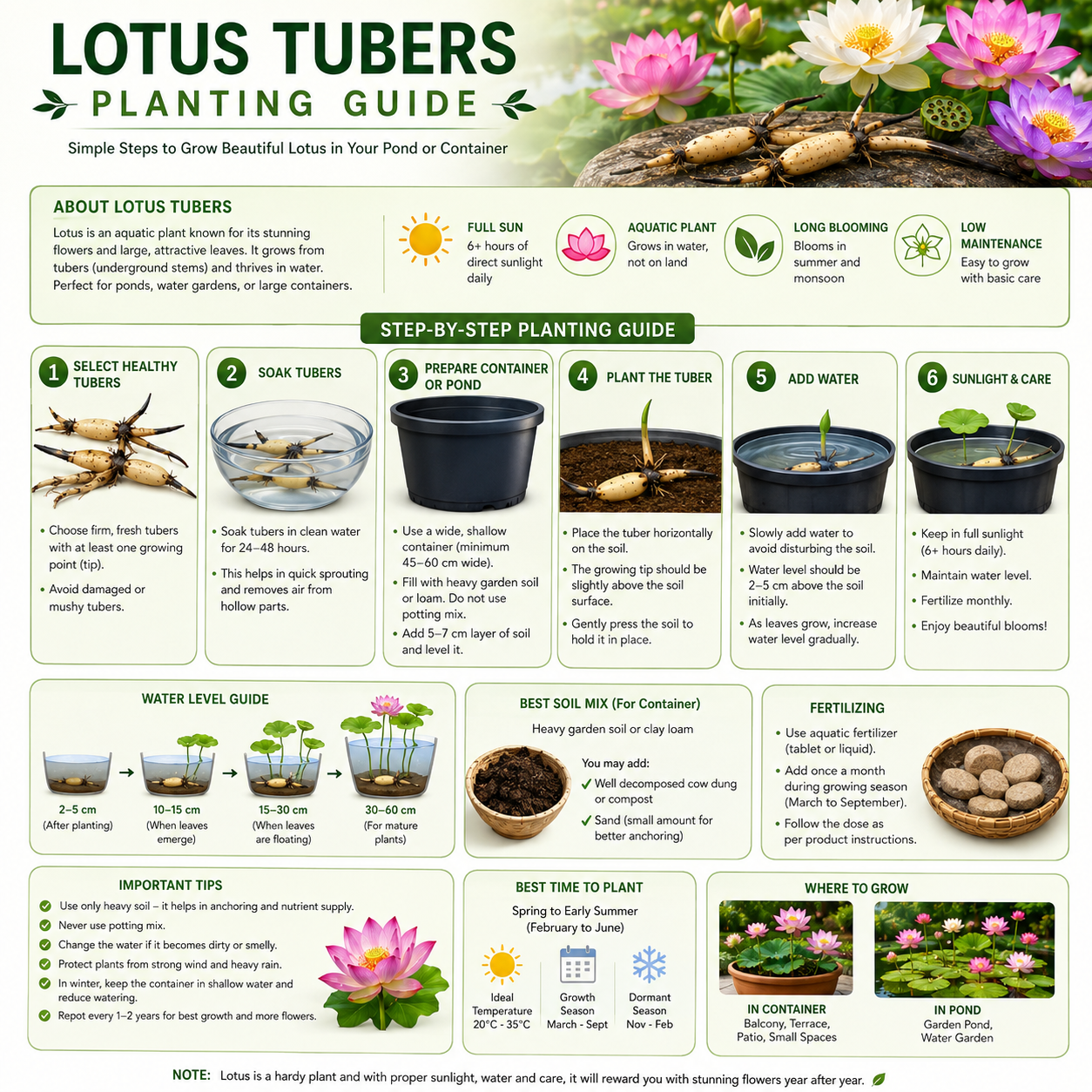 Lotus Flower Tubers