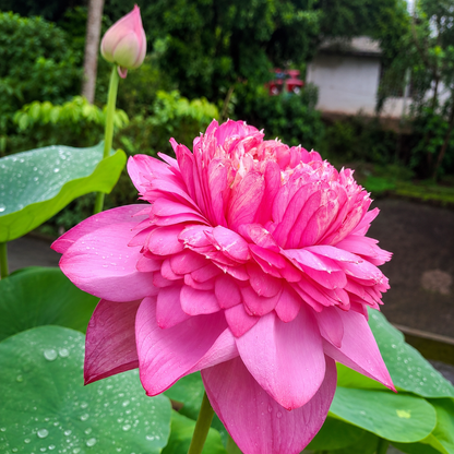 Lotus Tubers