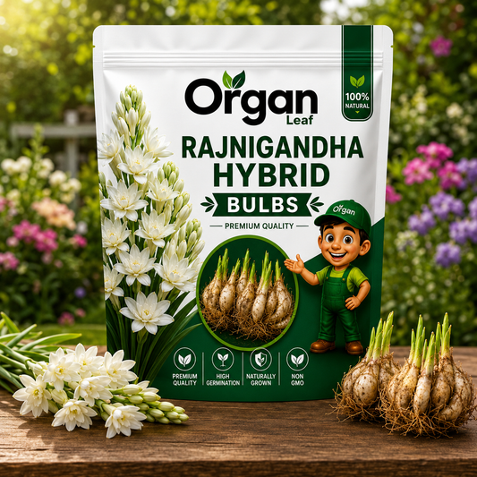 Rajnigandha Hybrid Bulbs