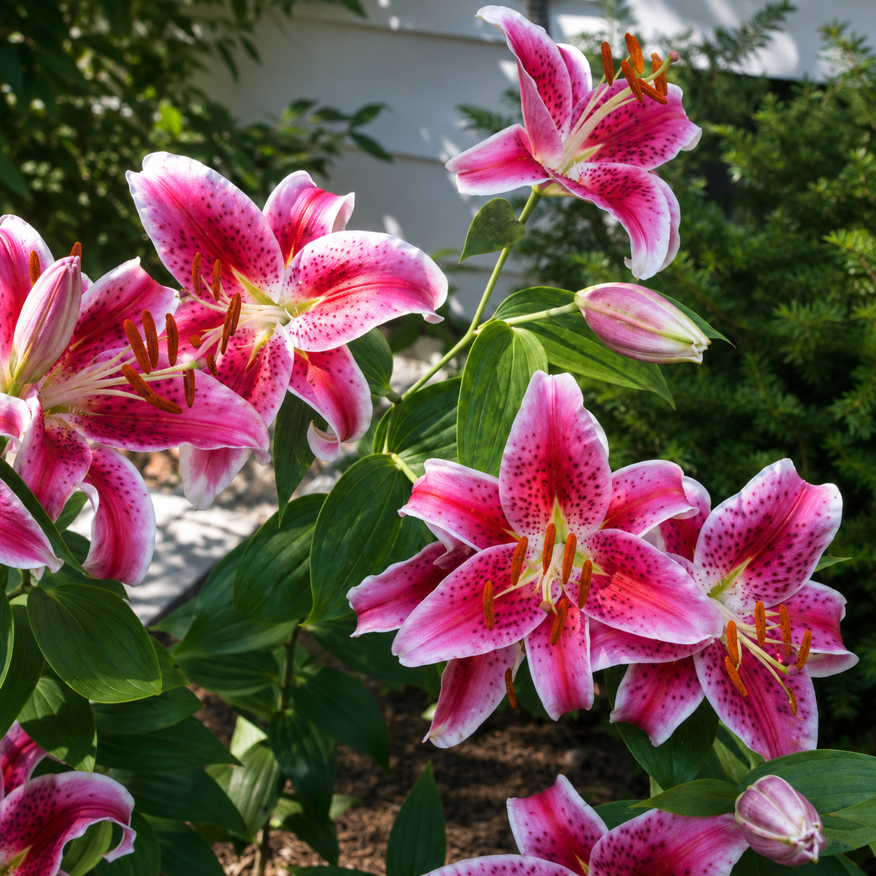 Asiatic Lily Bulbs