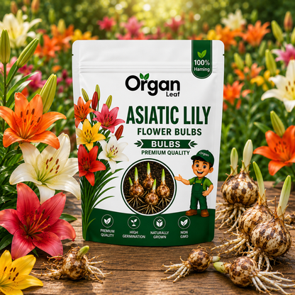 Asiatic Lily Bulbs