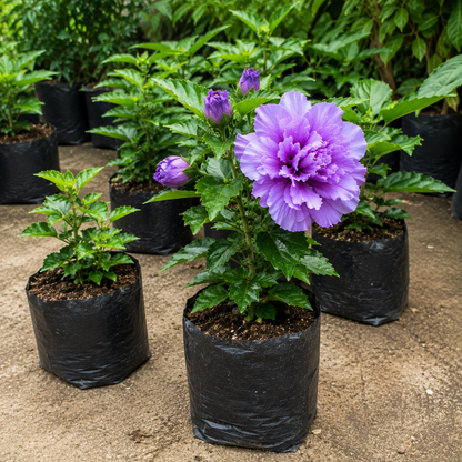 Taiwan Purple Double Petal Hibiscus Live Plant