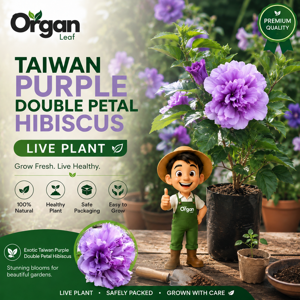 Taiwan Purple Double Petal Hibiscus Live Plant