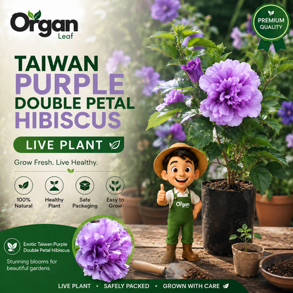 Taiwan Purple Double Petal Hibiscus Live Plant