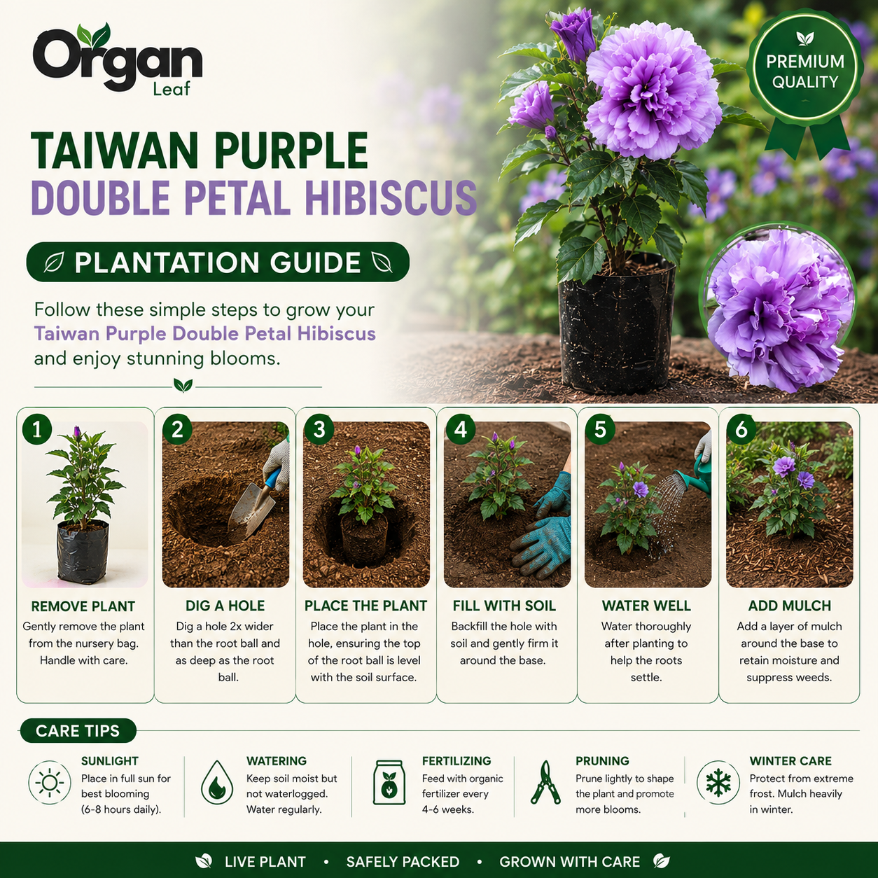 Taiwan Purple Double Petal Hibiscus Live Plant