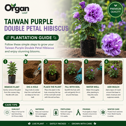Taiwan Purple Double Petal Hibiscus Live Plant