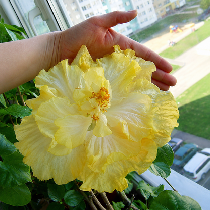 Taiwan Yellow Double Petal Live Plant