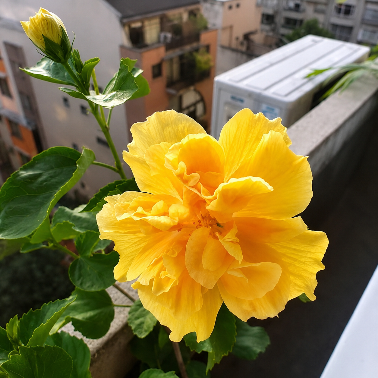 Taiwan Yellow Double Petal Live Plant