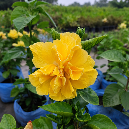 Taiwan Yellow Double Petal Live Plant